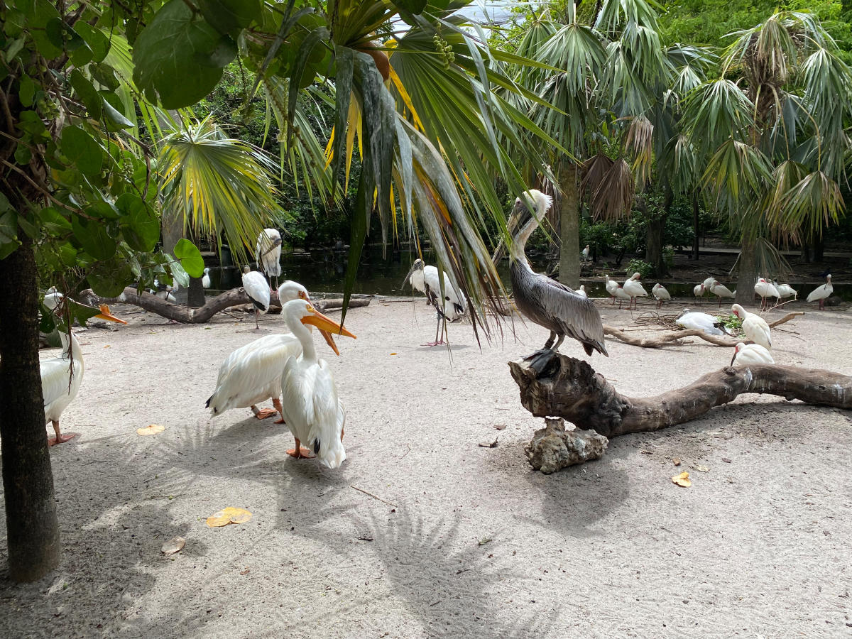 Flamingo Gardens Pelicans Storks Ibis
