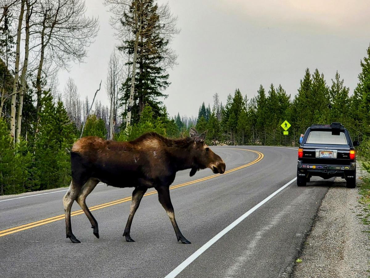 Moose crossing Trail Ridge Road