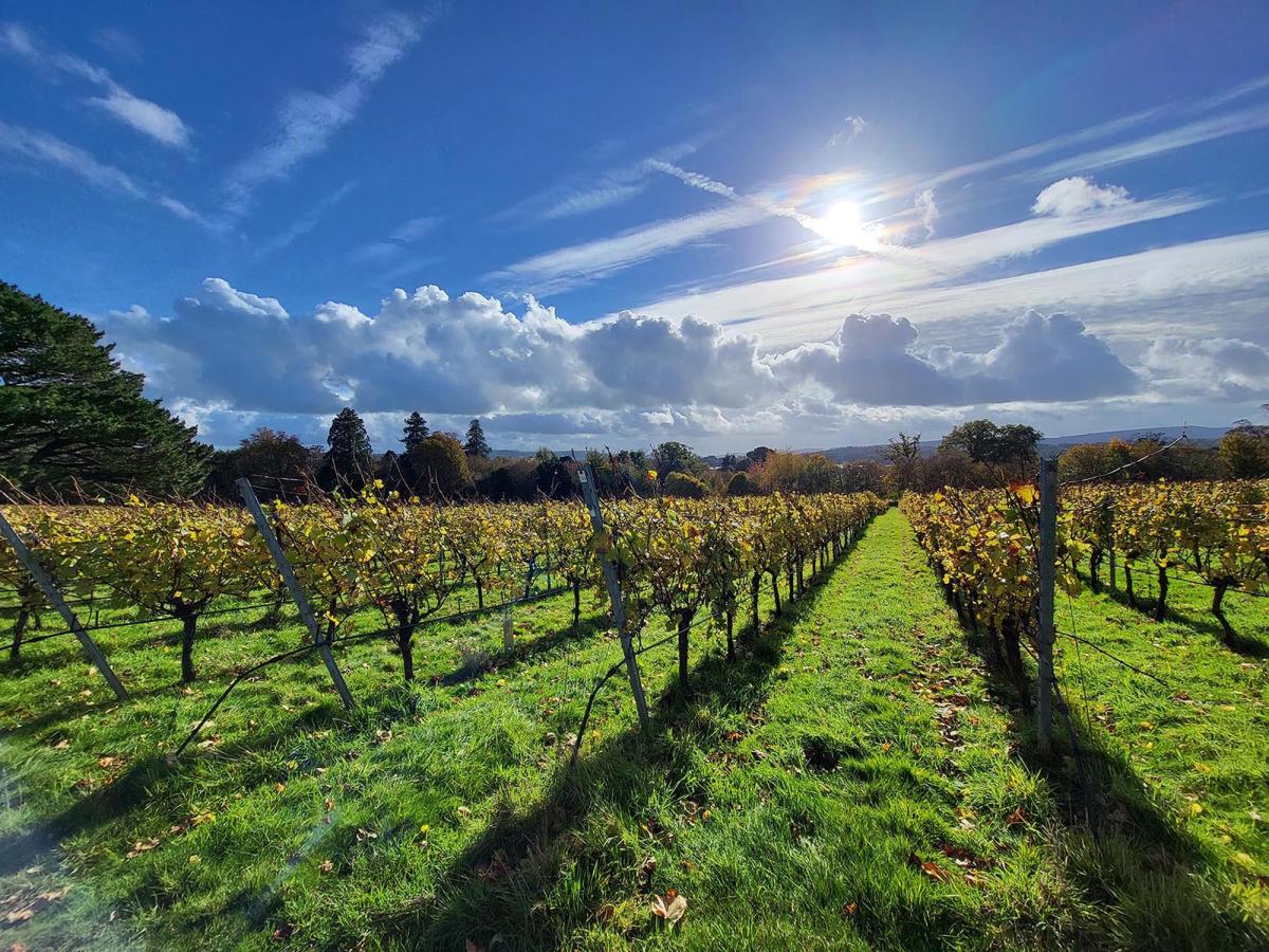 a view of vines in autumn at Stopham