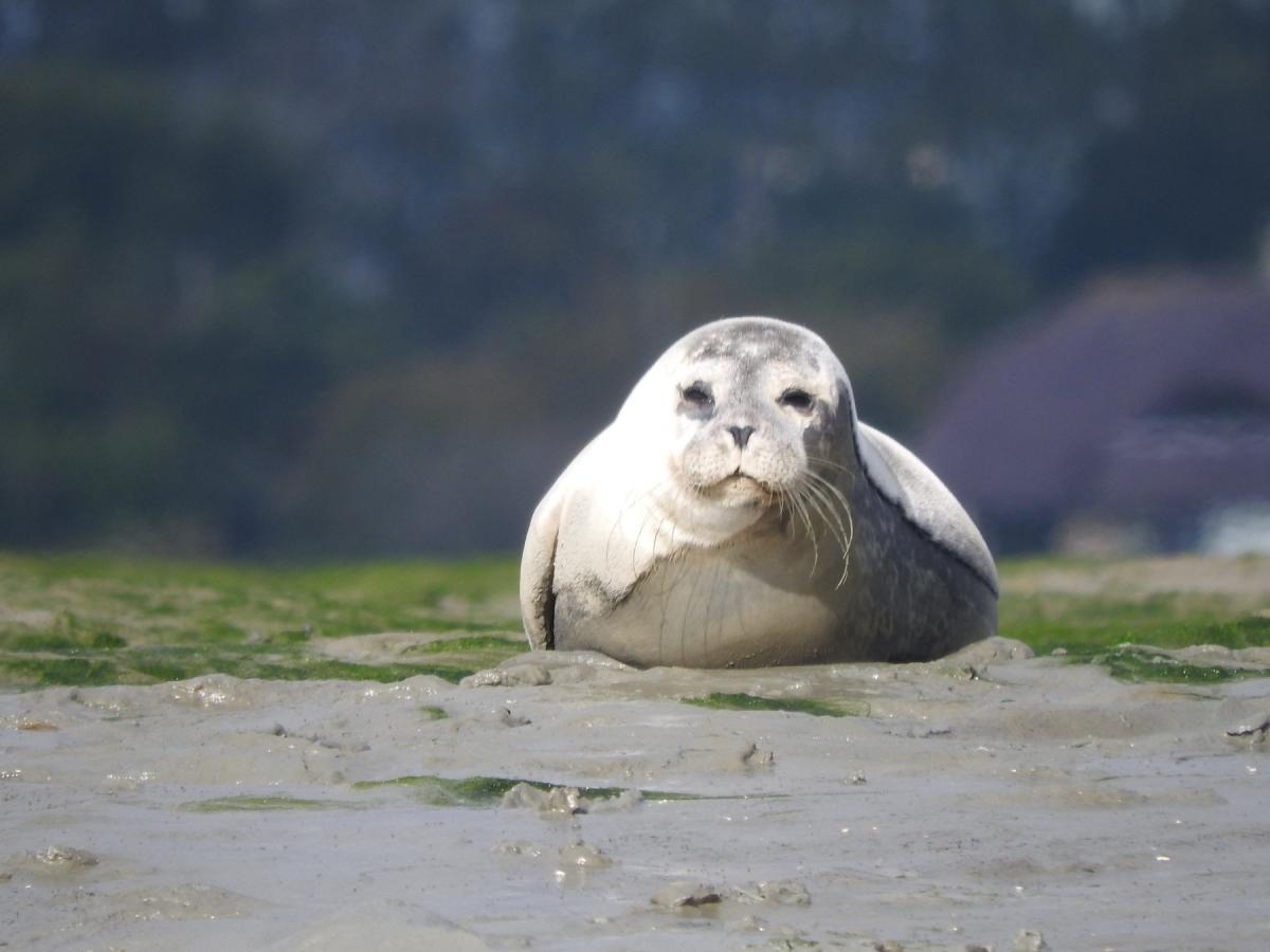 Seal at Chichester Harbour