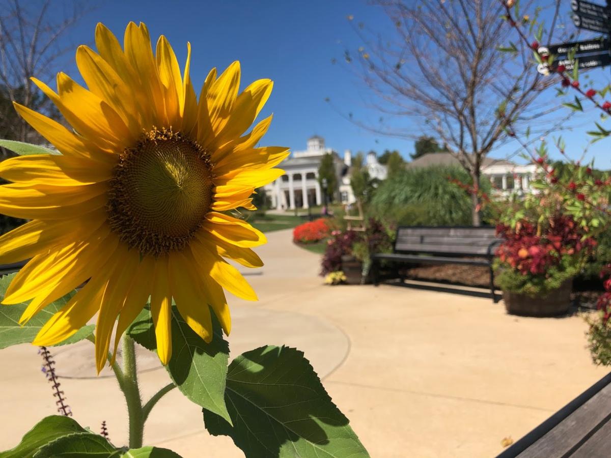 Huntsville Botanical Garden Sunflower