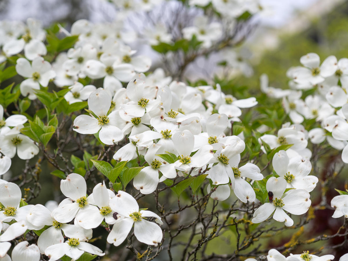 Madison County Dogwood Flowers