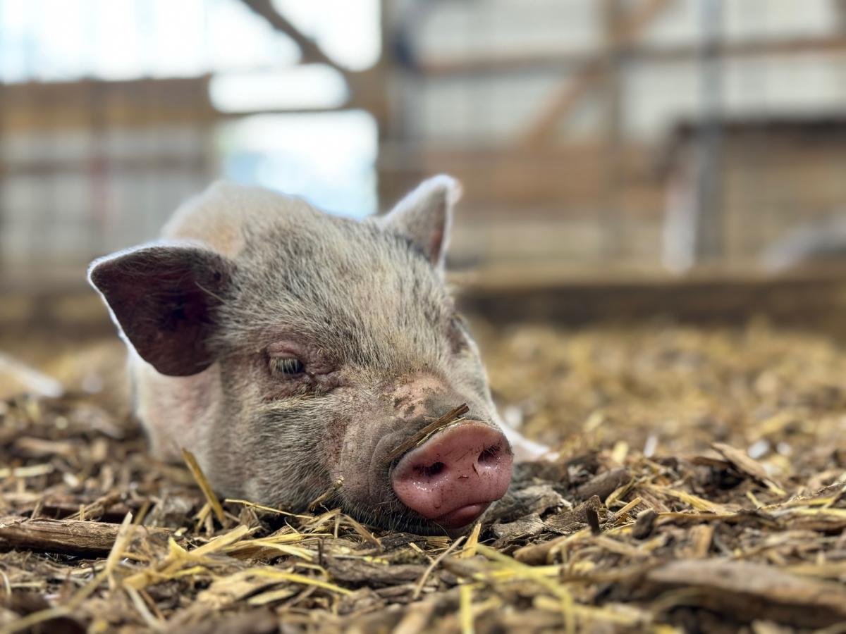 Oinking Acres | Hendricks County