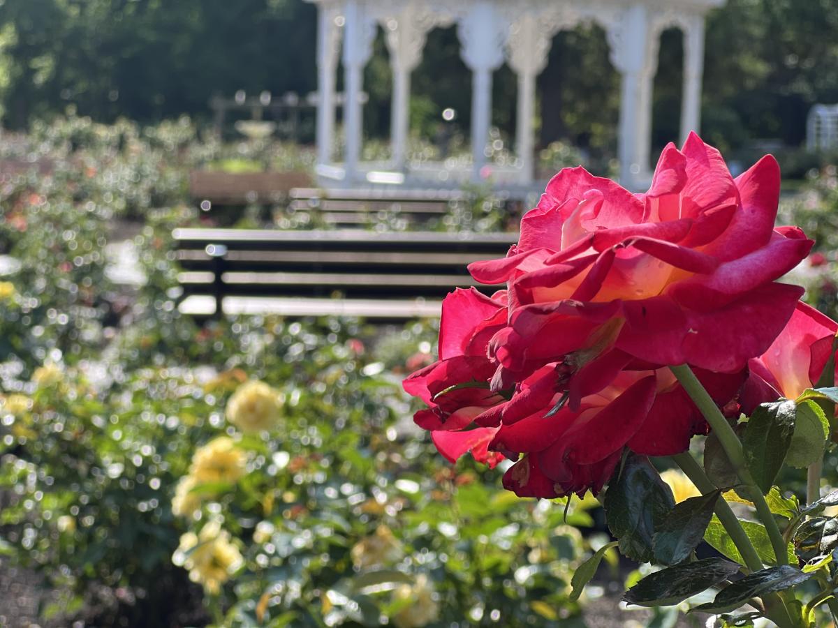 Richmond Rose Garden - pink roses and gazebo