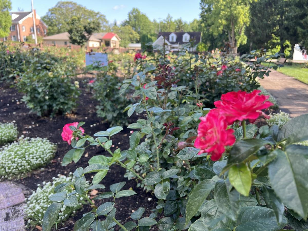 Richmond Rose Garden - bright pink roses