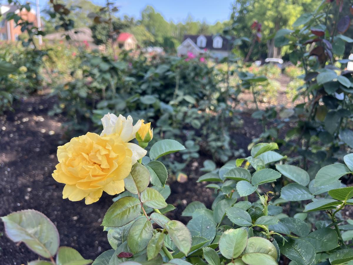 Richmond Rose Garden - yellow roses