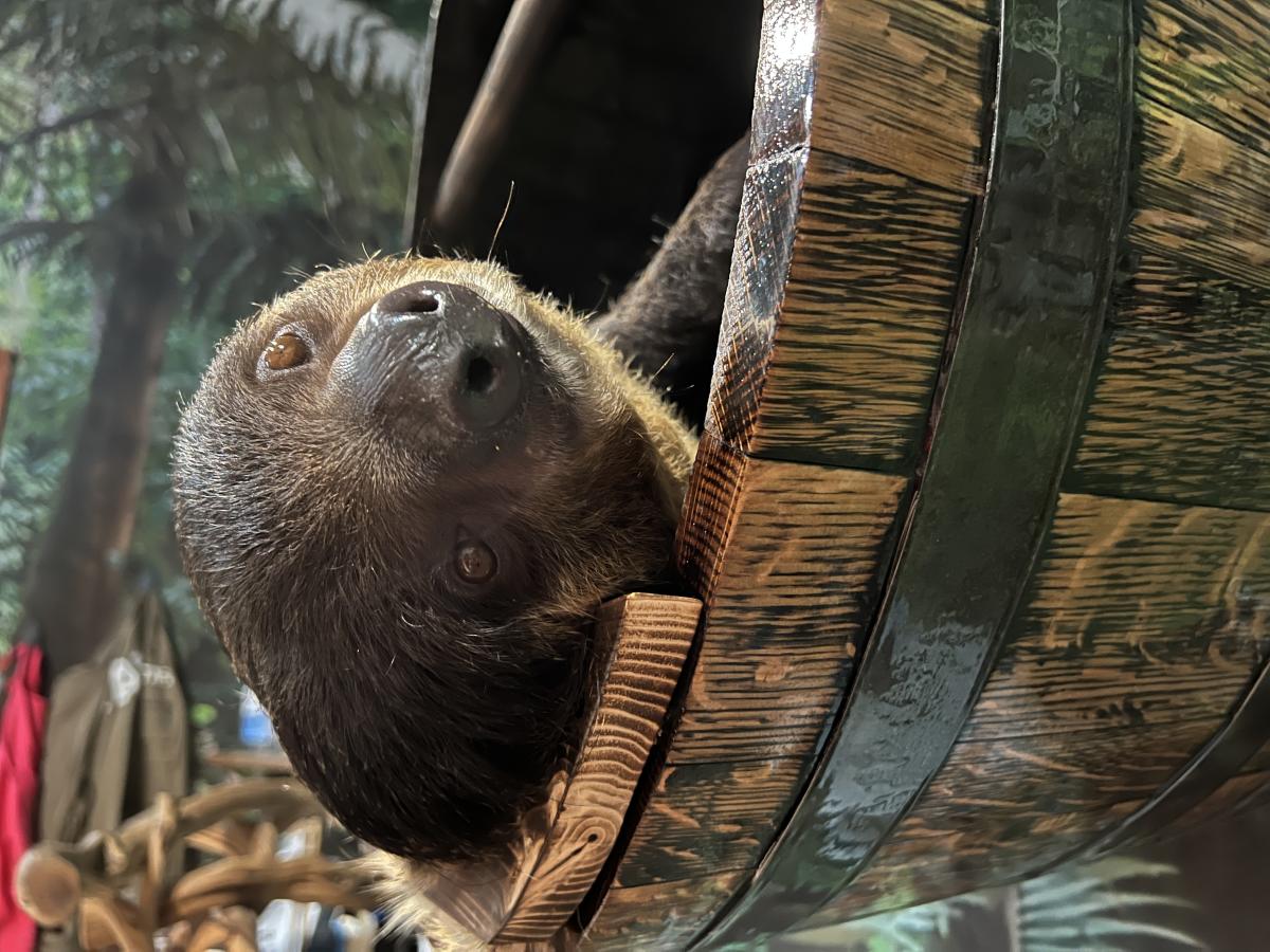sloth encounter at Wilstem Wildlife Park - being comfy