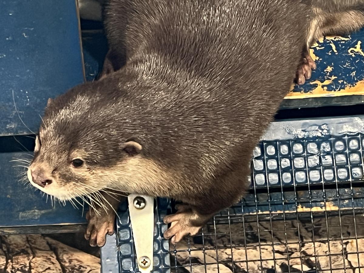 wilstem wildlife park otter encounter