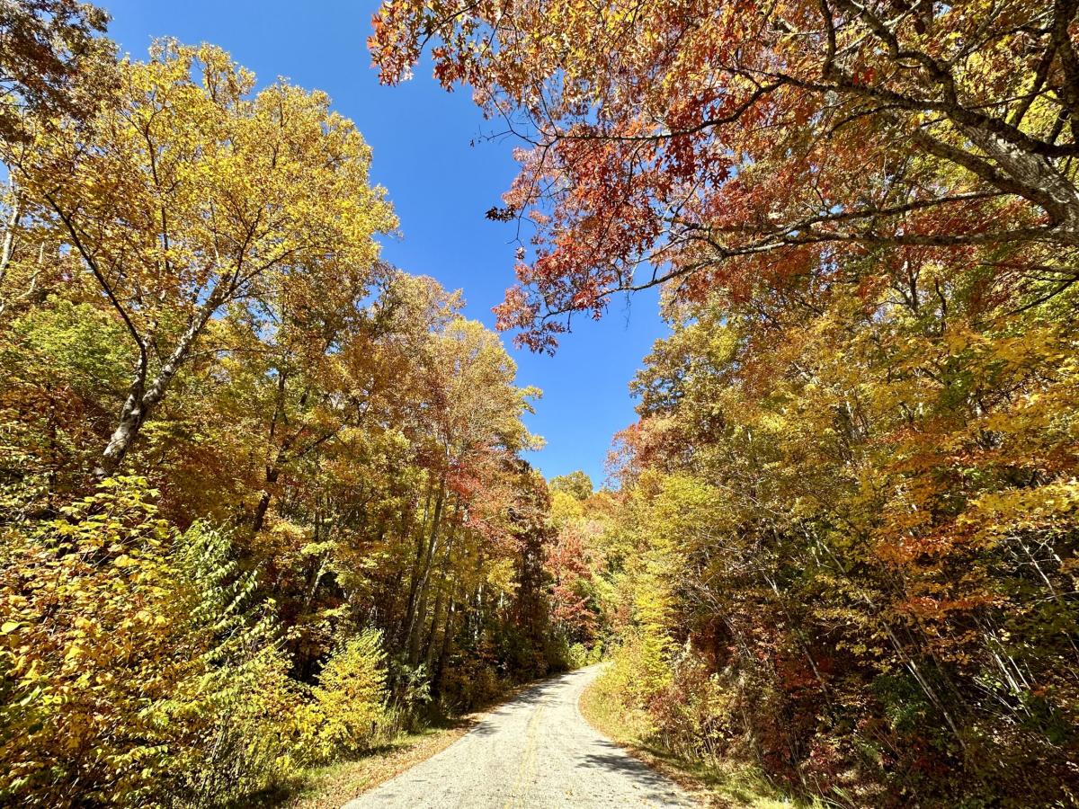 NC 281 Fall Leaf Color