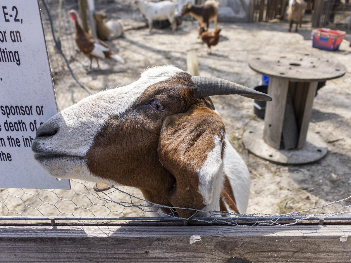 Hand Picked Nursery Closeup of a Goat