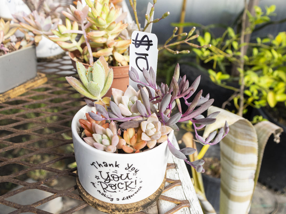 Hand Picked Nursery Potted Succulents in Greenhouse