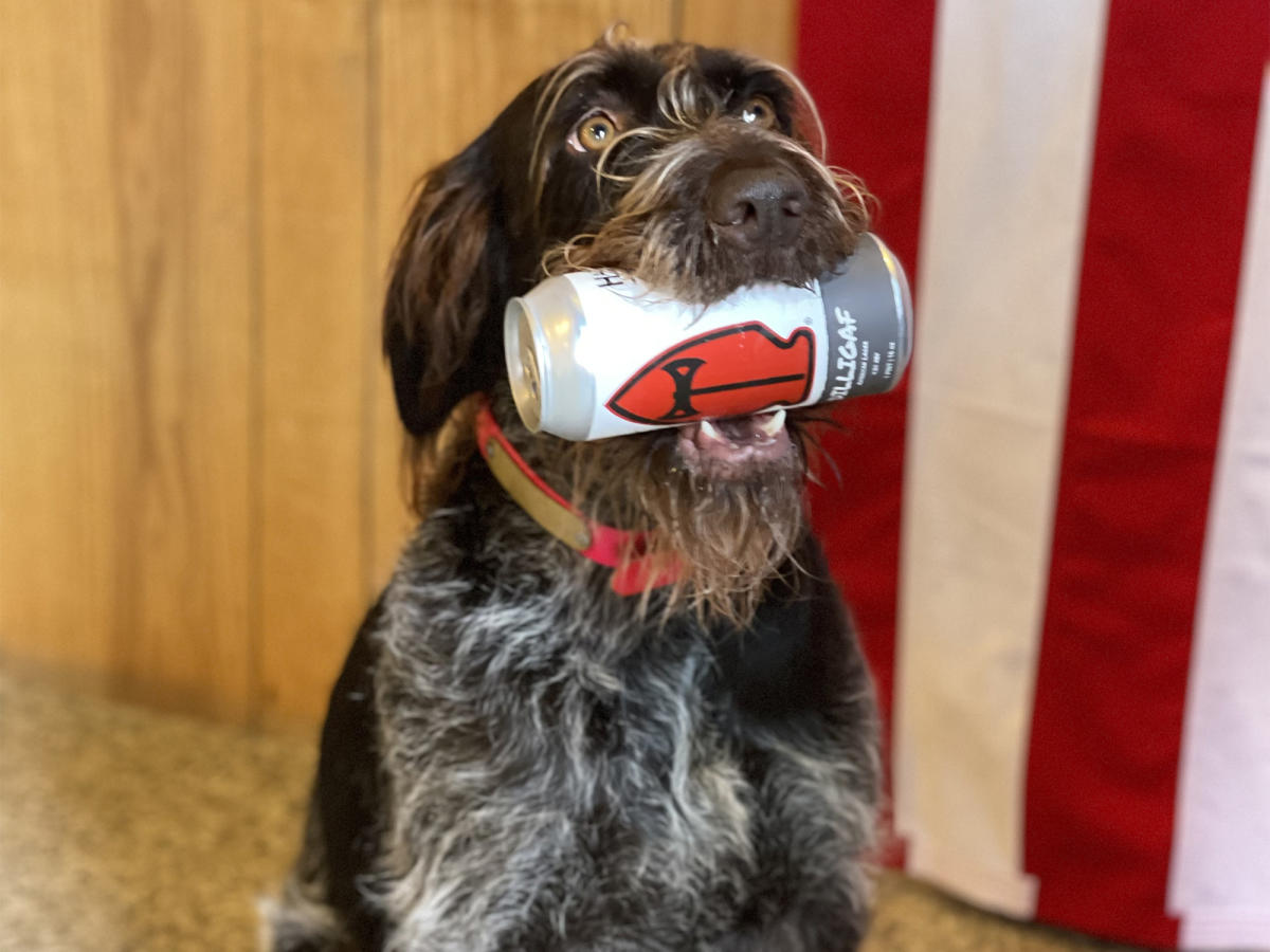 A photo of a dog with a can of Hatchet Brewing beer in his mouth.