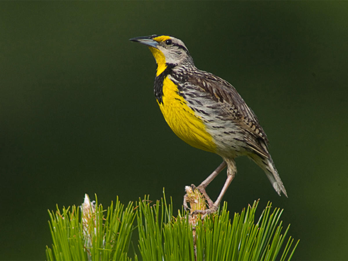 Warbler bird watching at Howell Woods Environmental Learning Center near Four Oaks, NC.