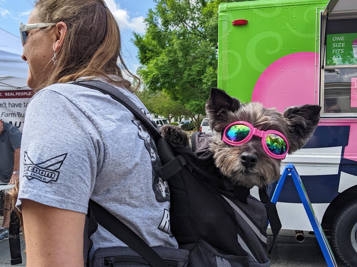 Ham and Yam Festival dog with sunglasses