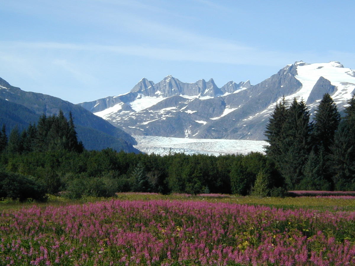 A landscape of purple flowers and green trees opening up to a view of the Mendenhall Glacier.