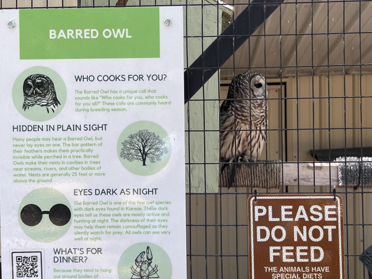 Owl at Milford Nature Center