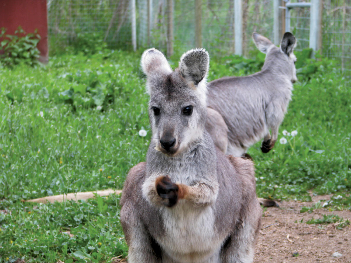 Kangaroo Creek Farm