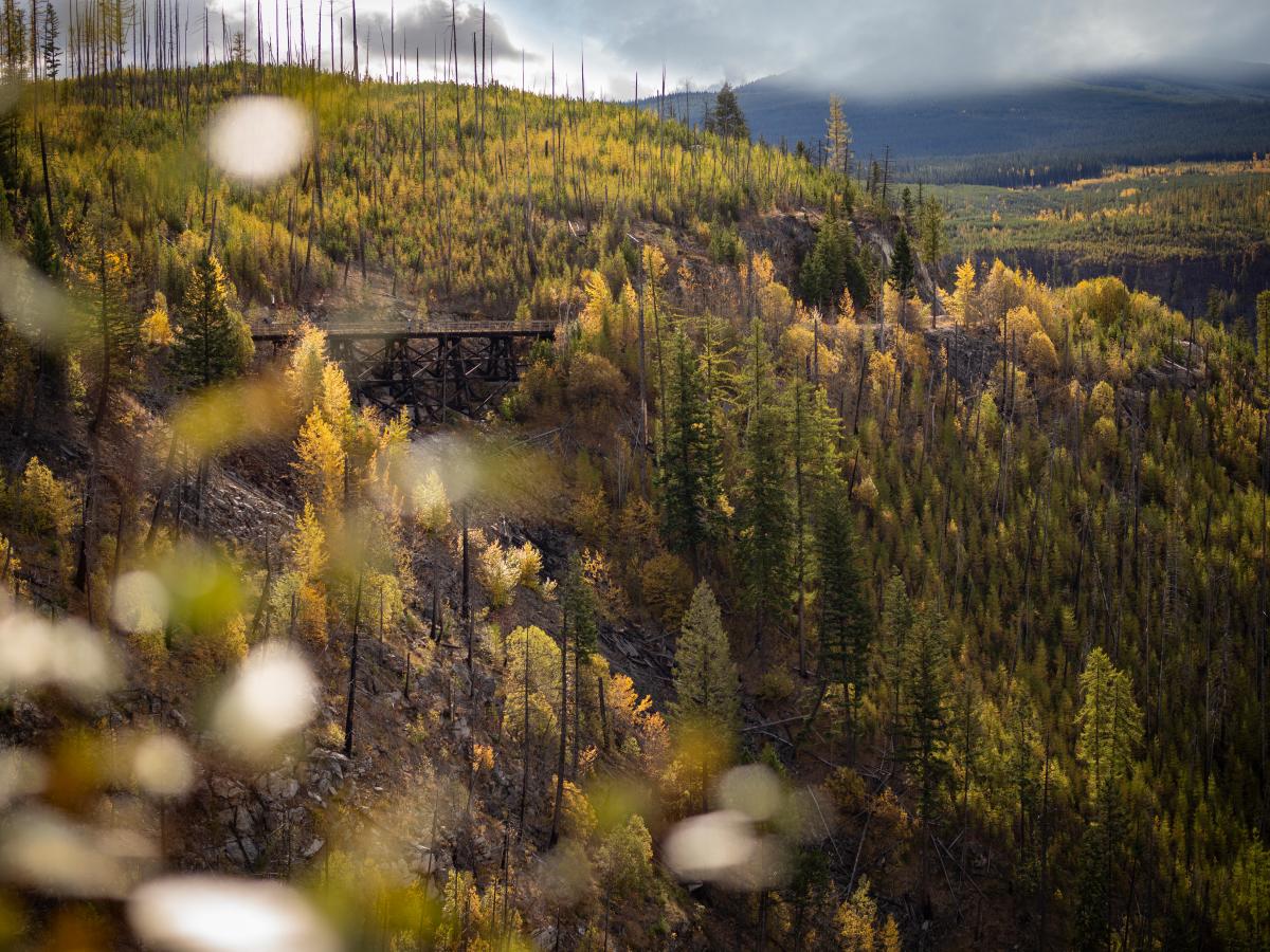 Biking Myra Canyon during Larch Season