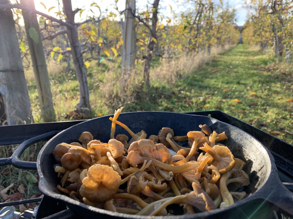 Foraged Mushrooms from near Nakusp