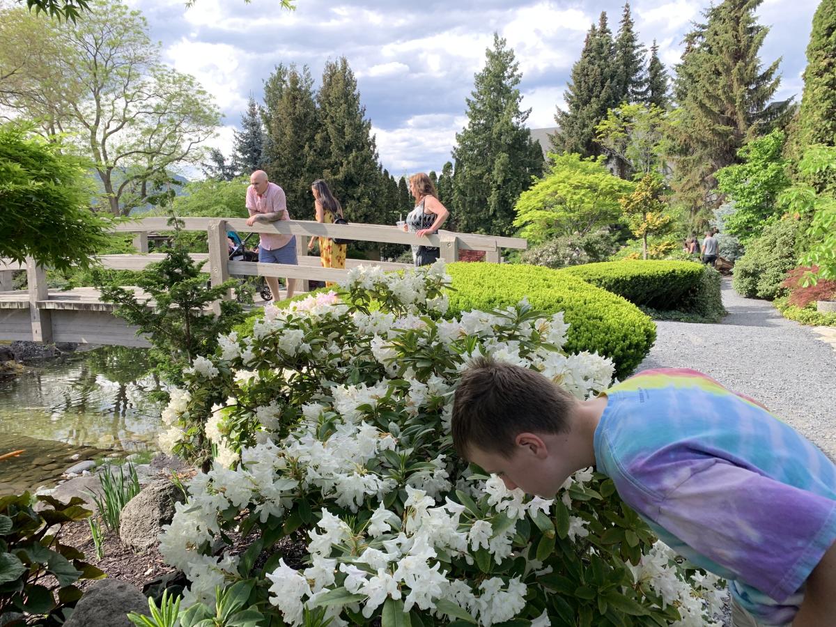 A boy smelling flowers on a bush