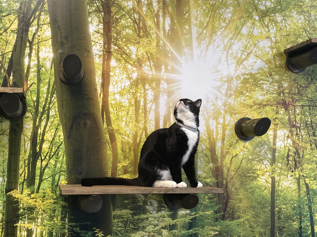 Catelowna Cat Cafe