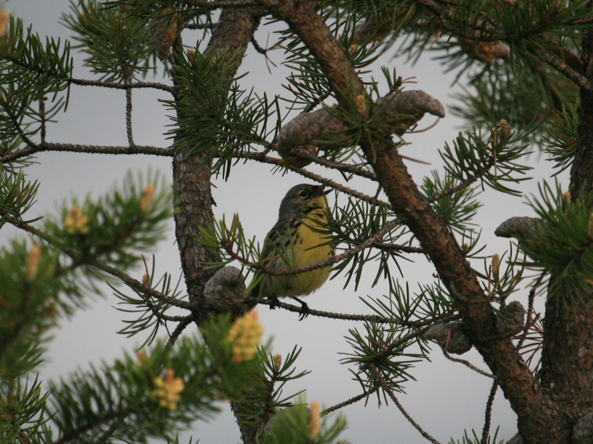 Kirtland Warbler singing in a pine tree
