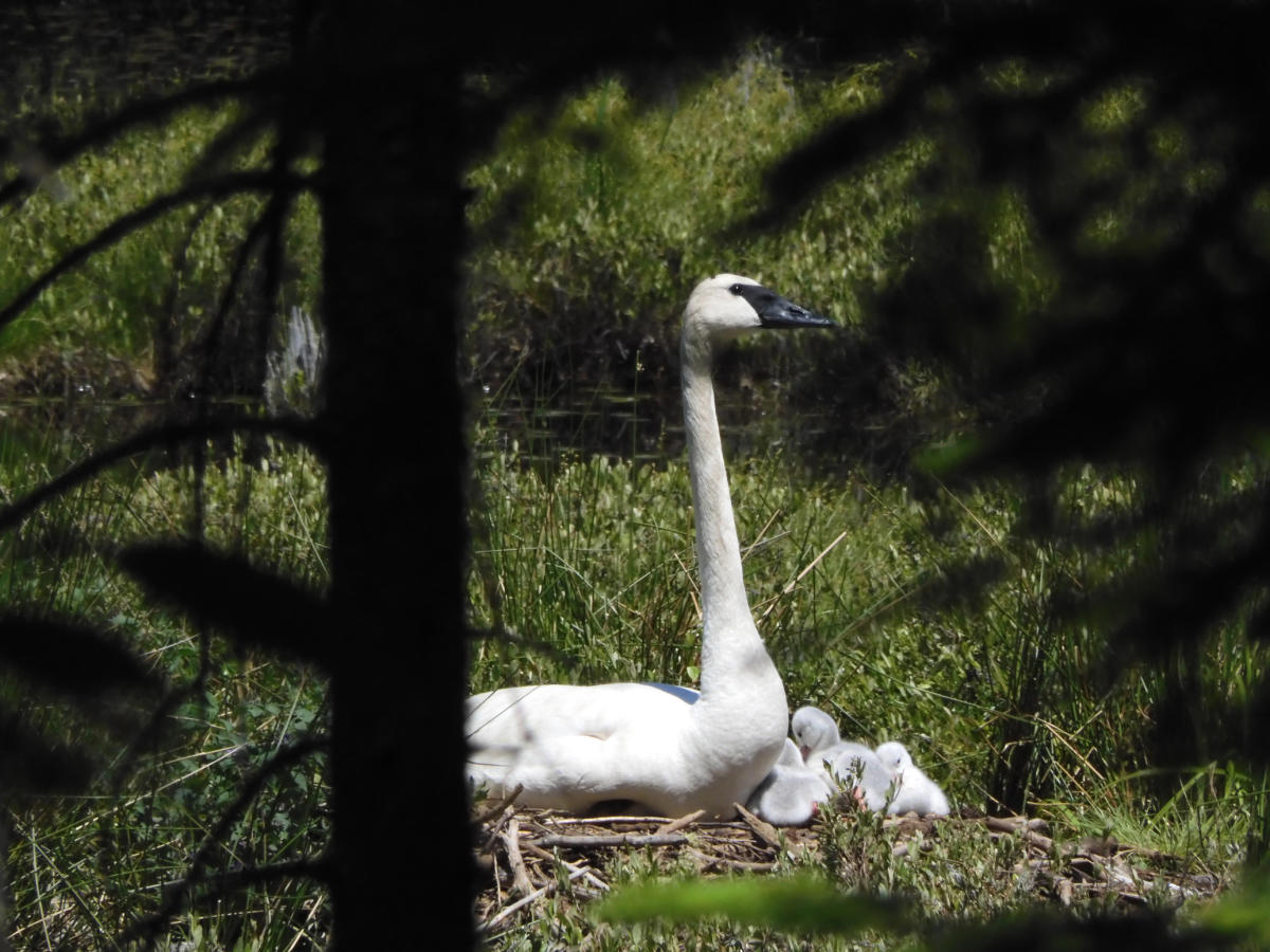 Trumpeter Swans nesting in a dense wetland forest area