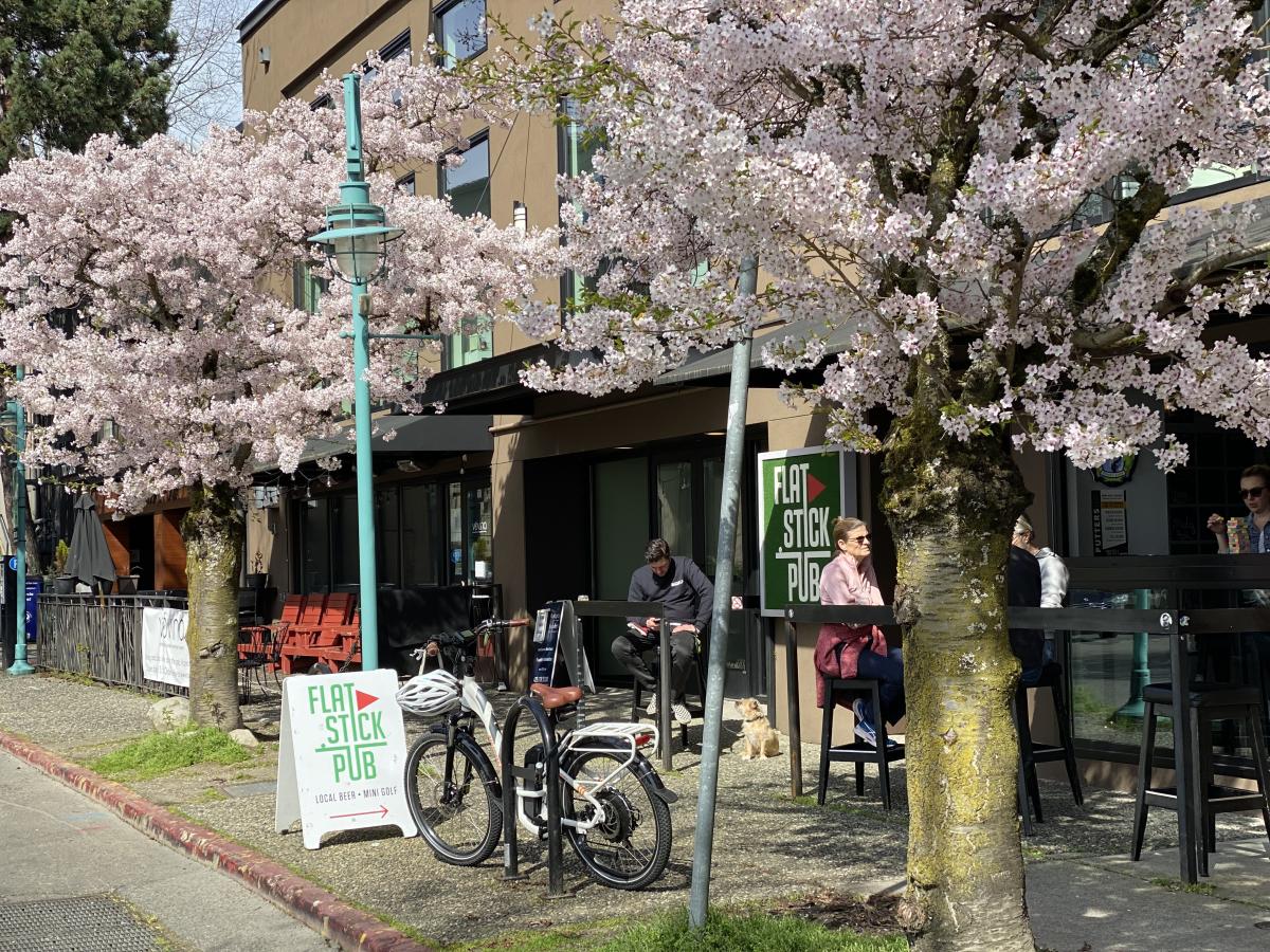 Cherry Blossoms at Flatstick Pub