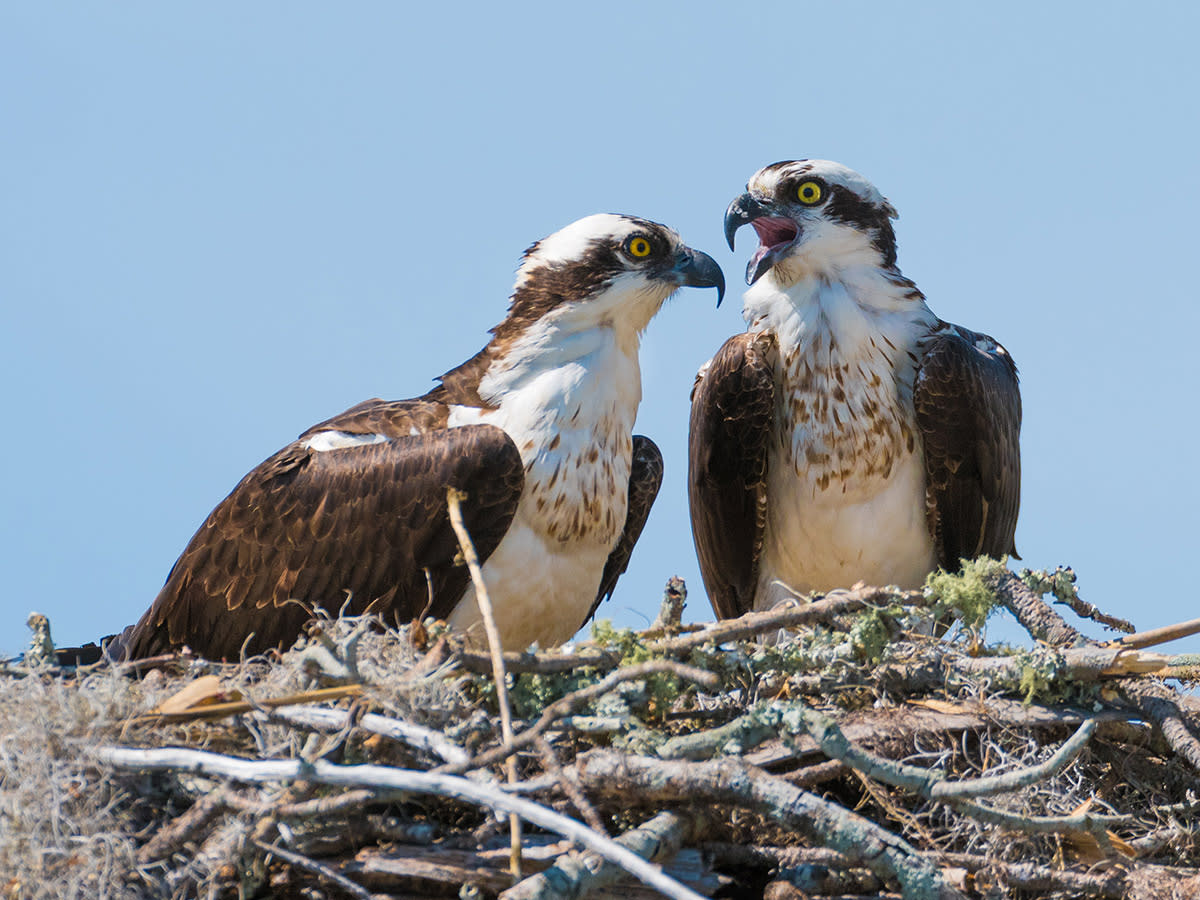 Osprey LKN