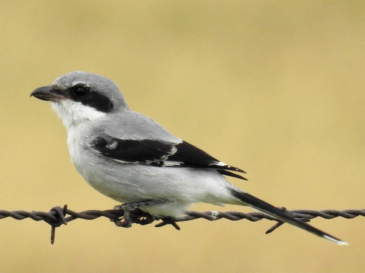 birding hotspots