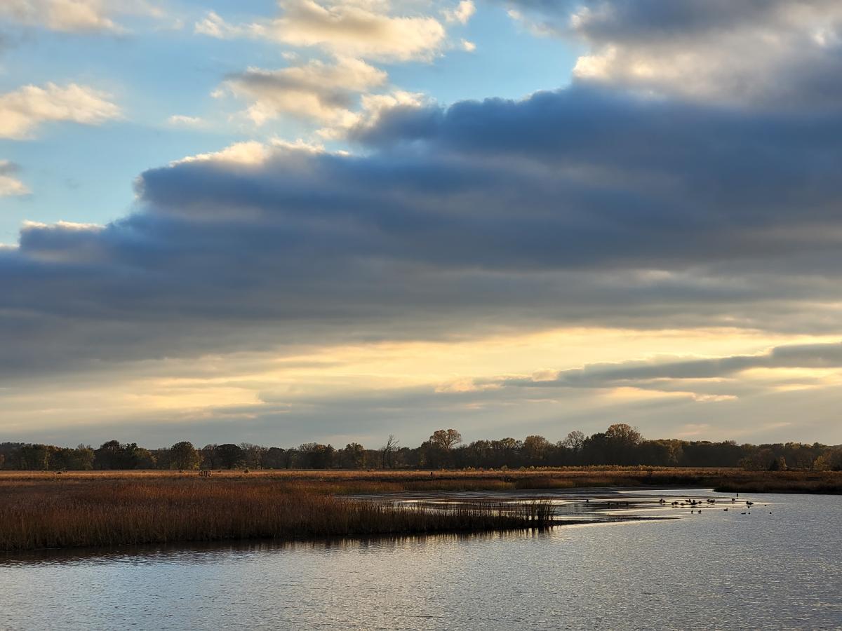 Baker Wetlands Birds