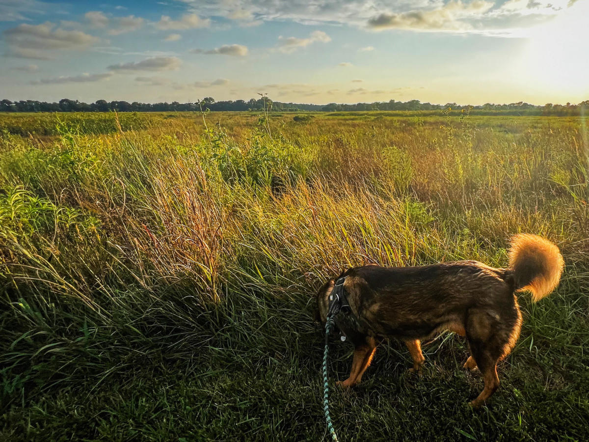 Raffi dog at the wetlands