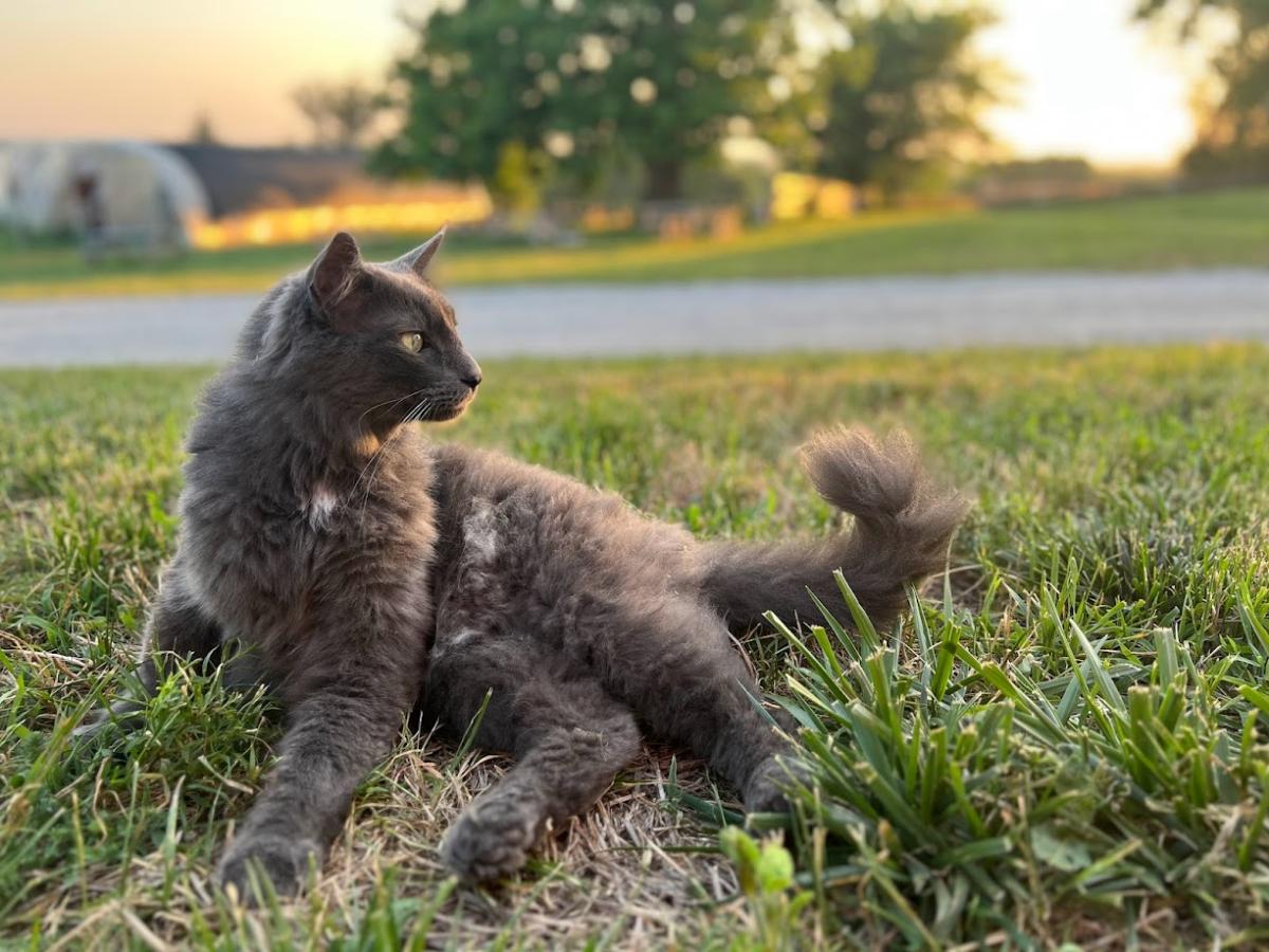 Juniper Hill Farm Cat