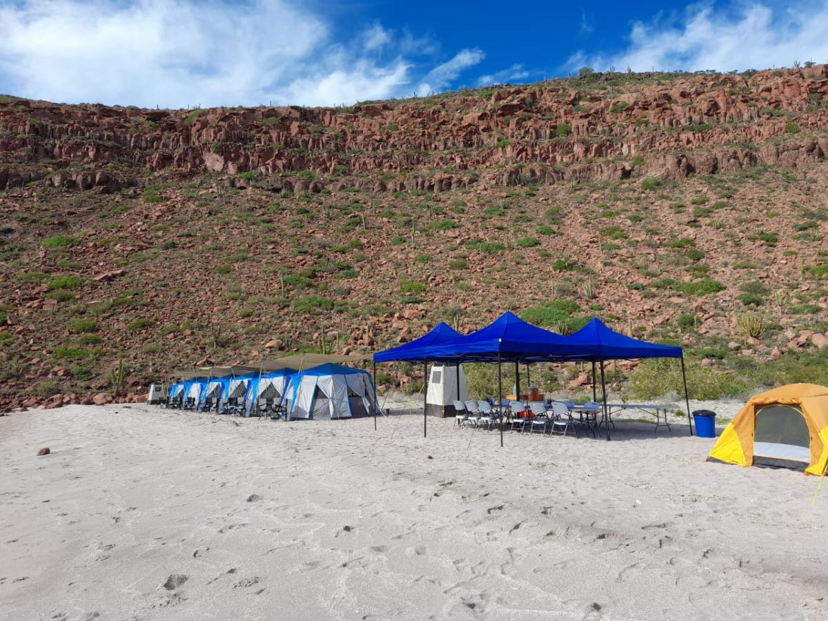 Row of camping tents