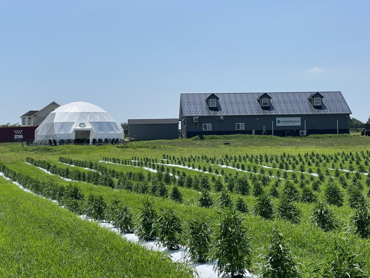 Rows of cannabis plants divided by white mulch strips stretch toward a white greenhouse and long dark barn under a clear blue sky, at Cannabreeze Hemp Farm.