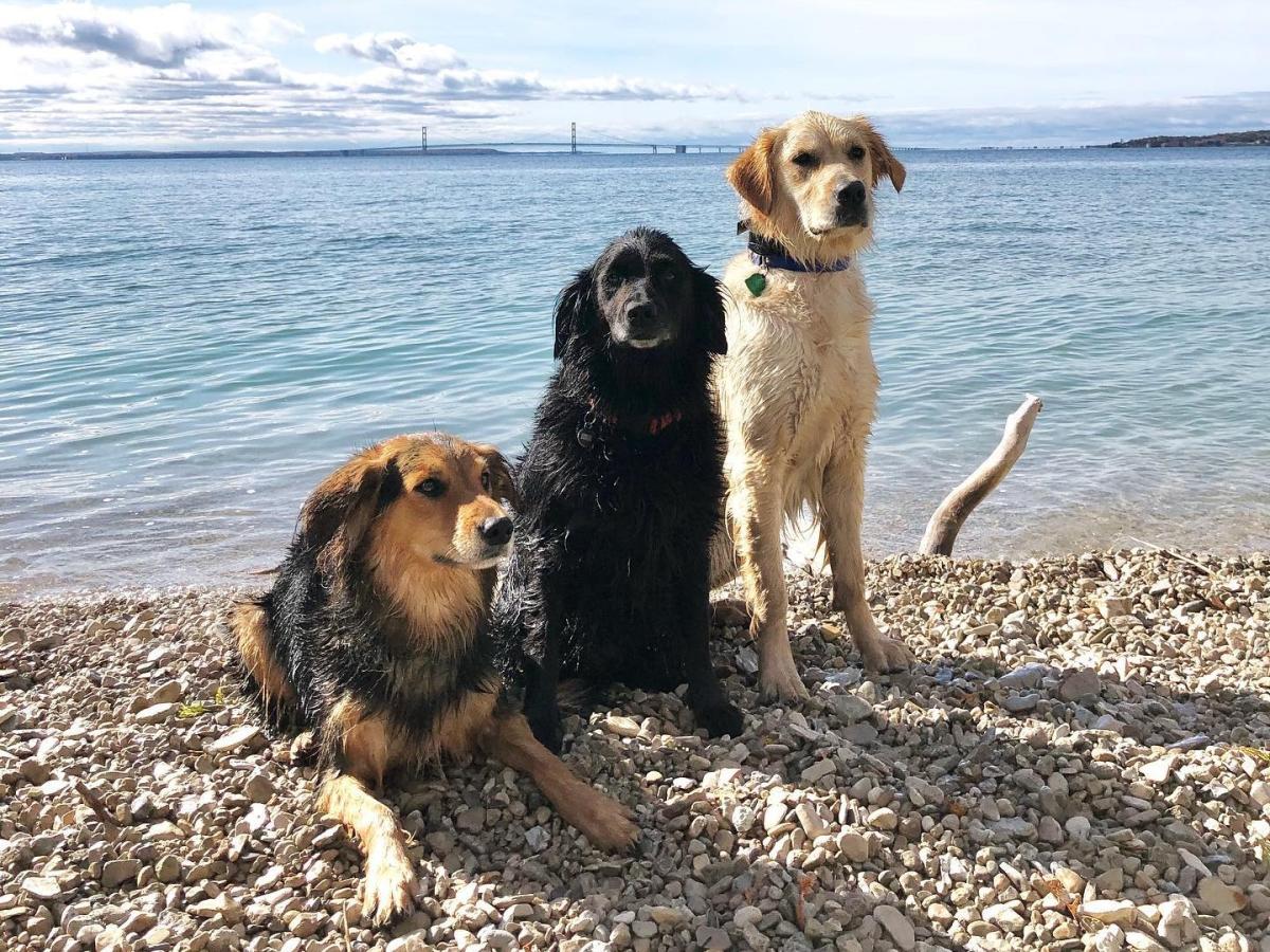 Three wet dogs relax on a rocky Mackinac Island beach with the Mackinac Bridge in background