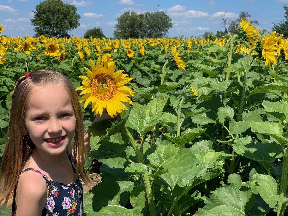 Richardson Sunflower