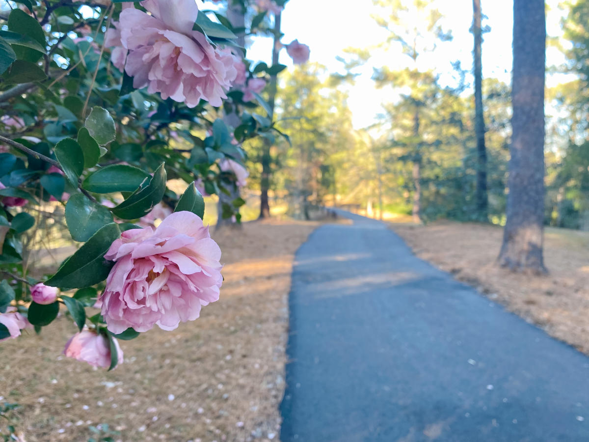 Lockerly Arboretum