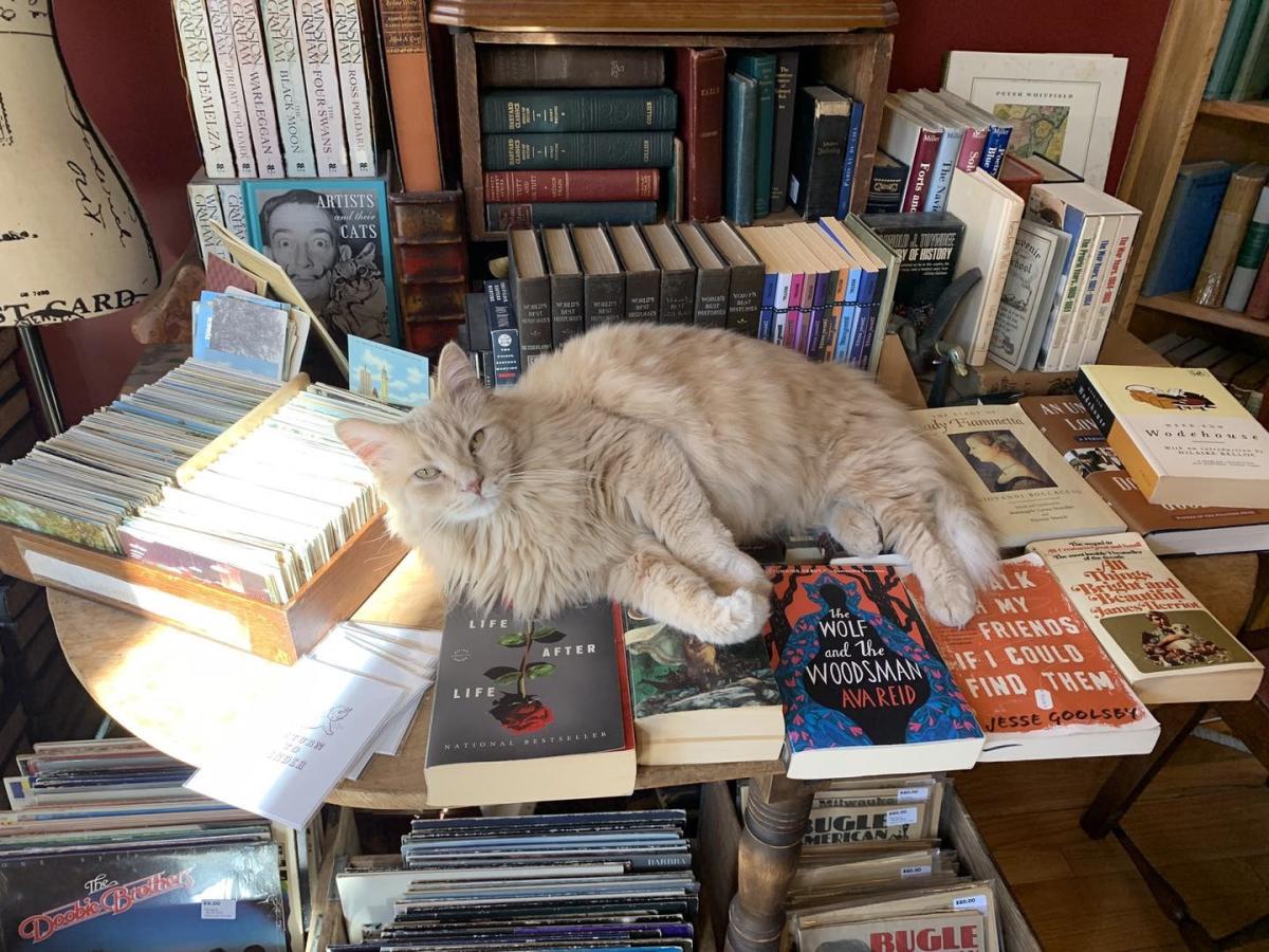 A fluffy cream-colored cat lounging on a table covered with books inside a cozy bookstore, surrounded by shelves of books and postcards.