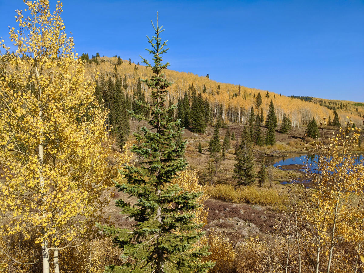 Fall colors on the Grand Mesa with a pond and pine trees