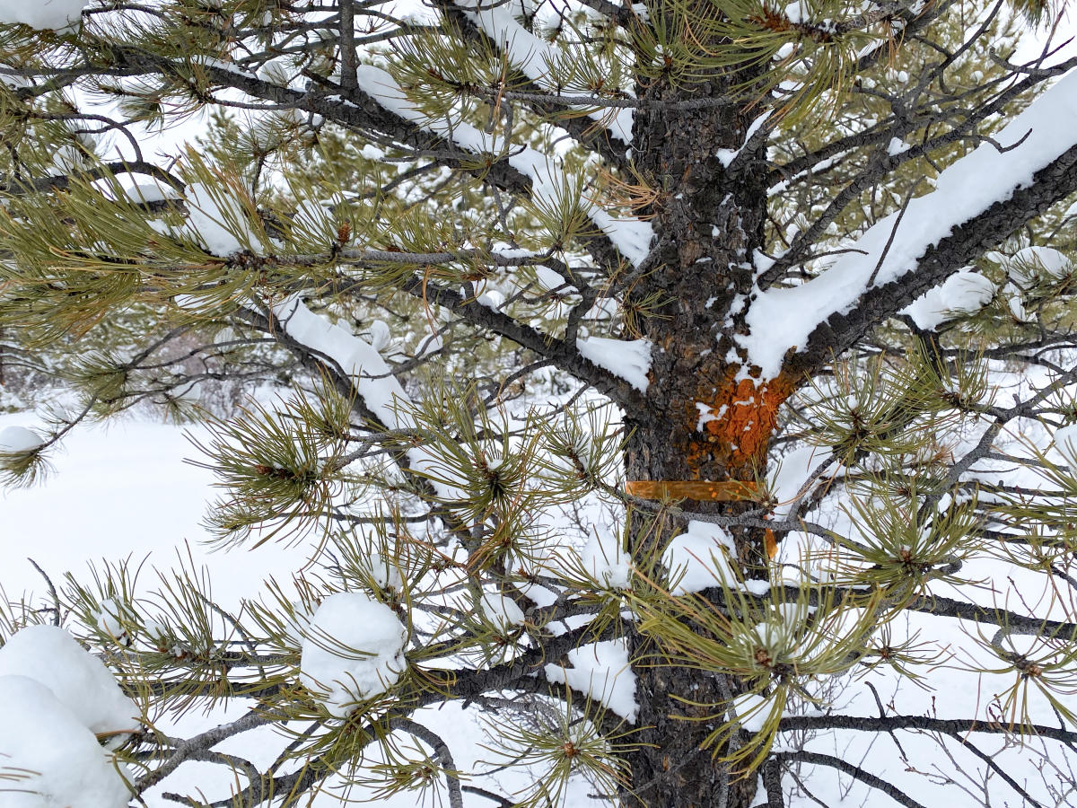 Orange marking on tree showing the trail