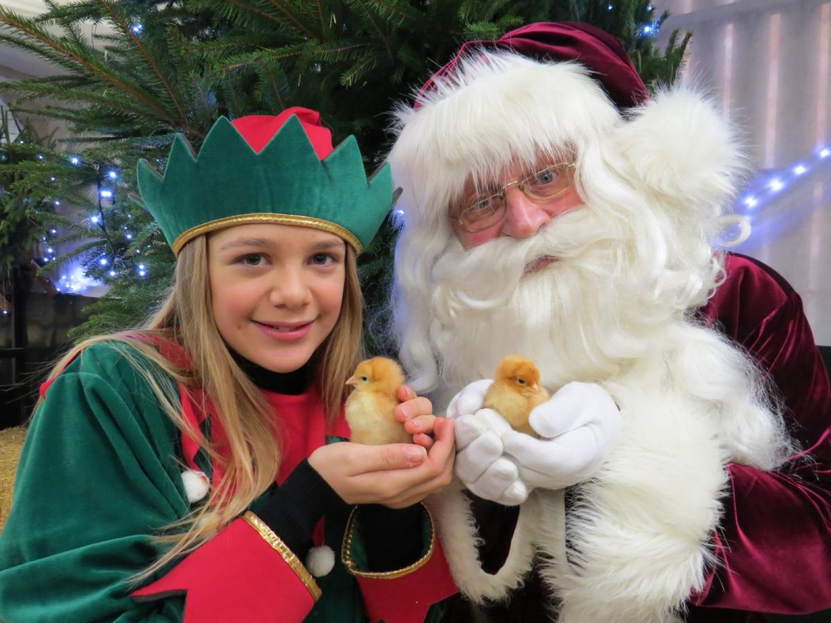 The best ways to spend the lead up to Christmas in the New Forest!