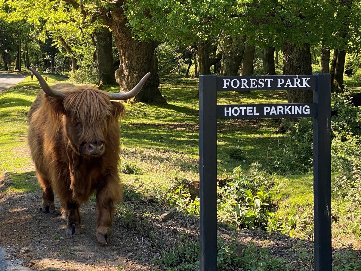 Highland cow next to Forest Park Hotel sign in Brockenhurst in the New Forest