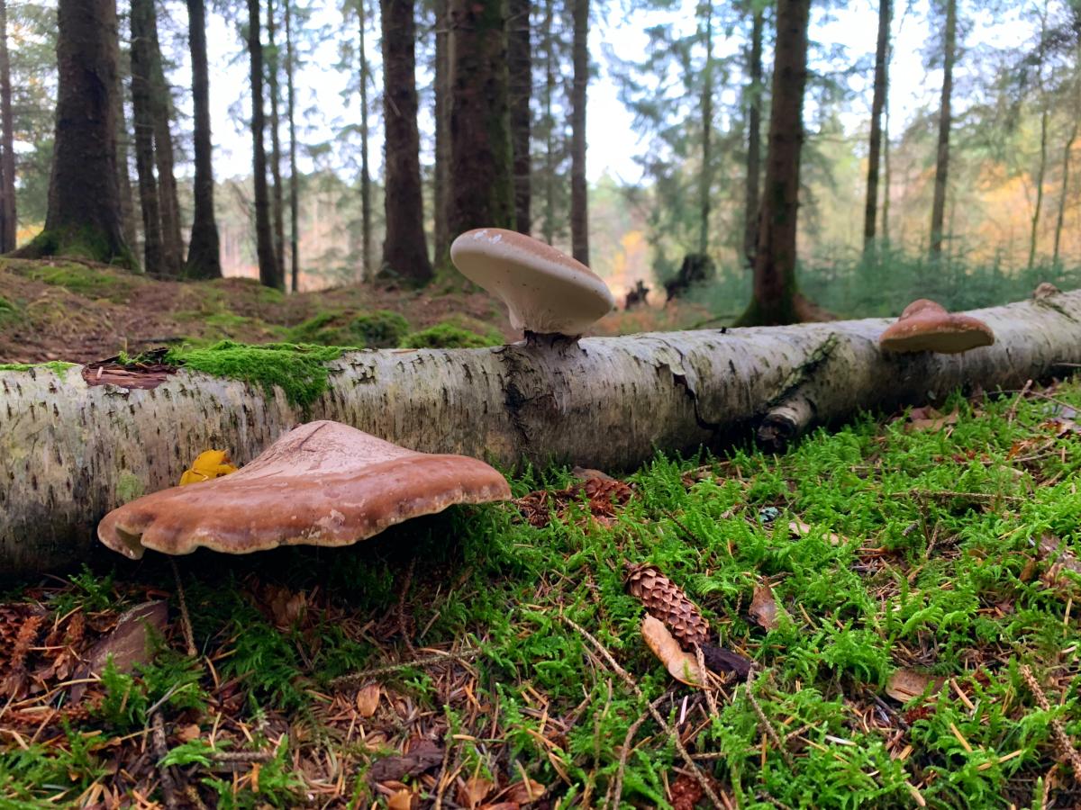 Fungi Blog