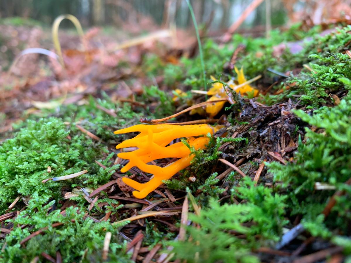 Fungi