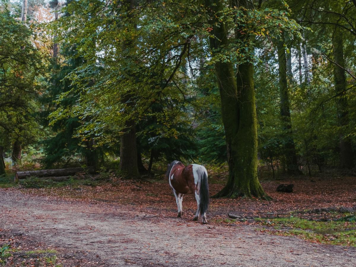 Pony