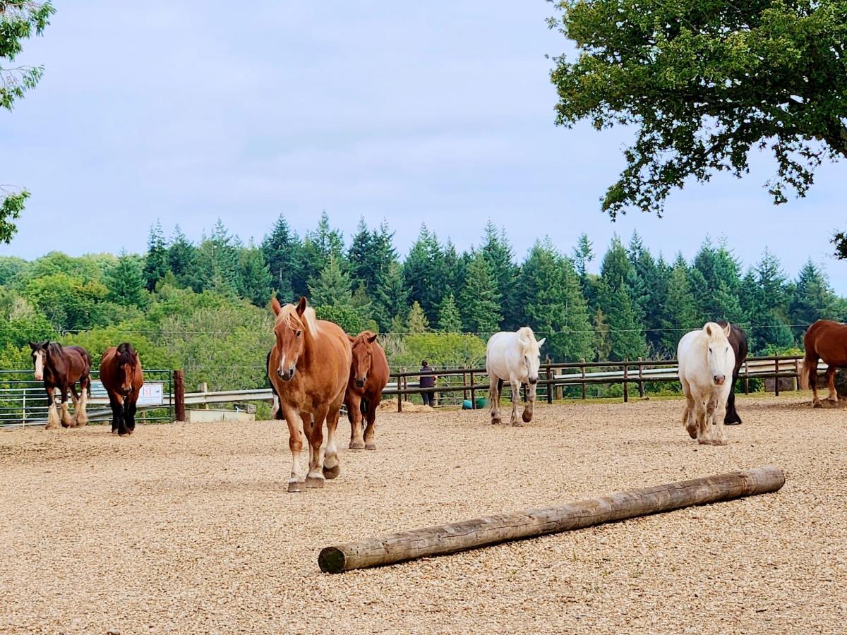 Dorset Heavy Horse Farm