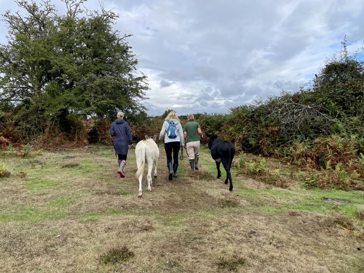 Group walking with Brockenhurst Donkey Walks in the New Forest