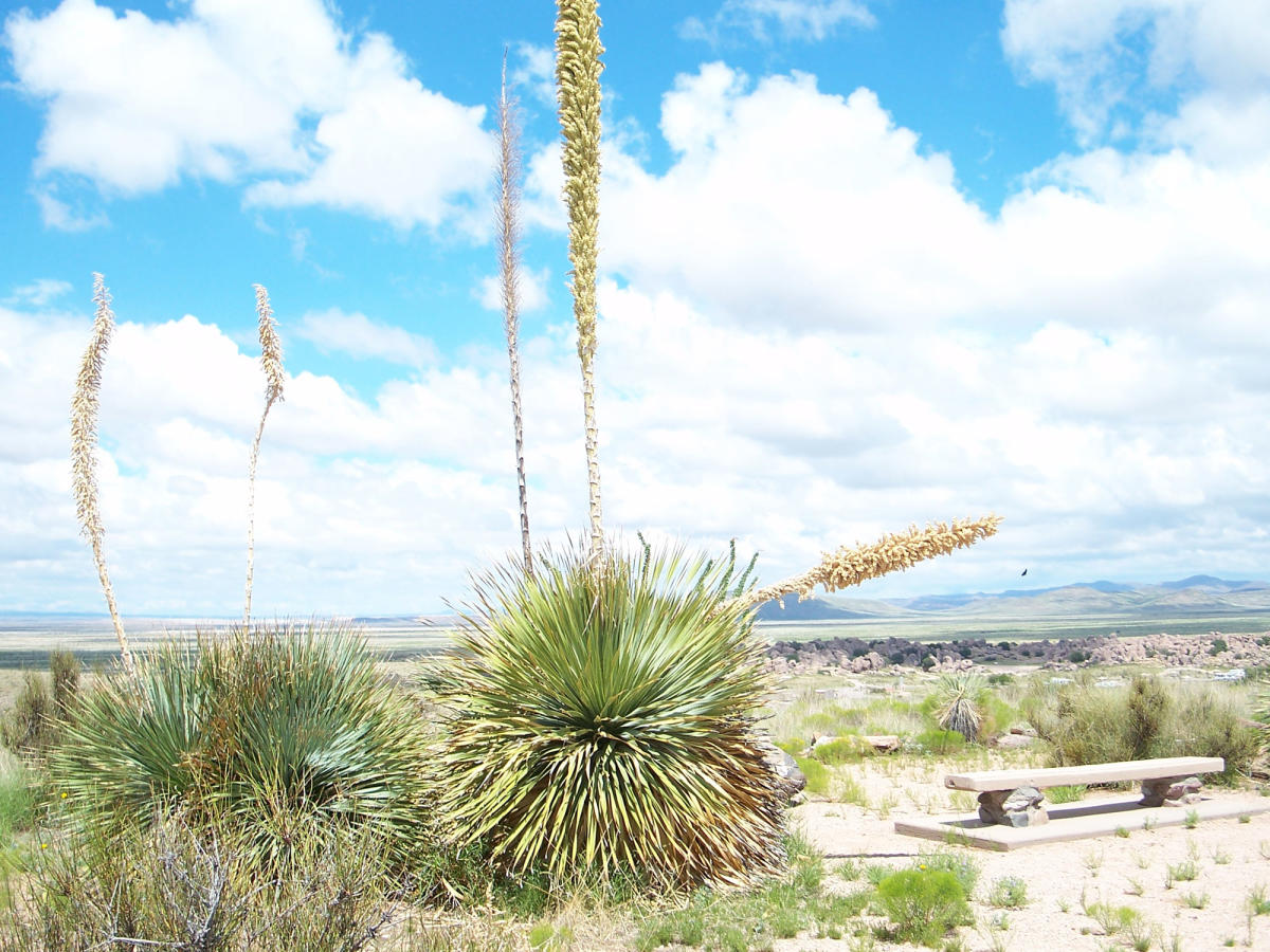 Carlsbad Caverns Desert