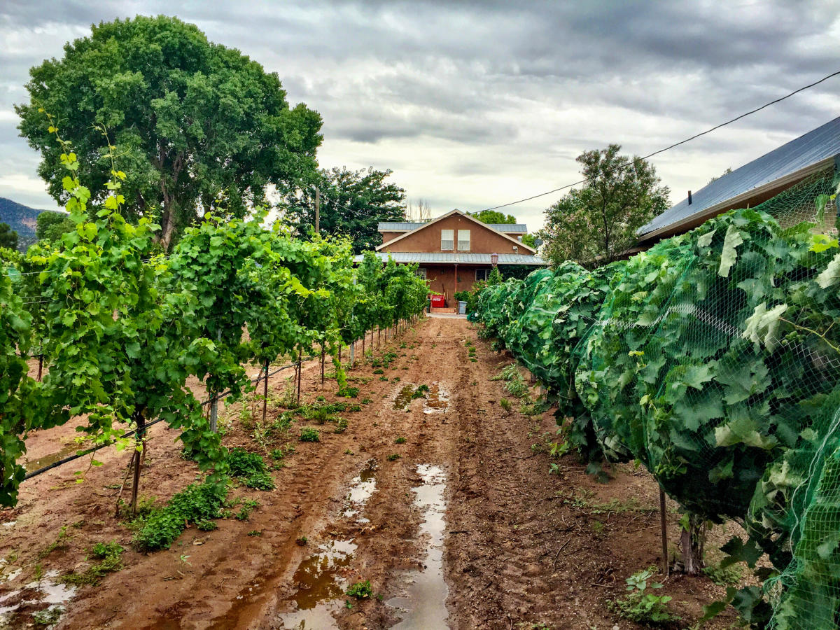 Vineyard rows lead to a central building under a cloudy sky, with large trees surrounding the area.